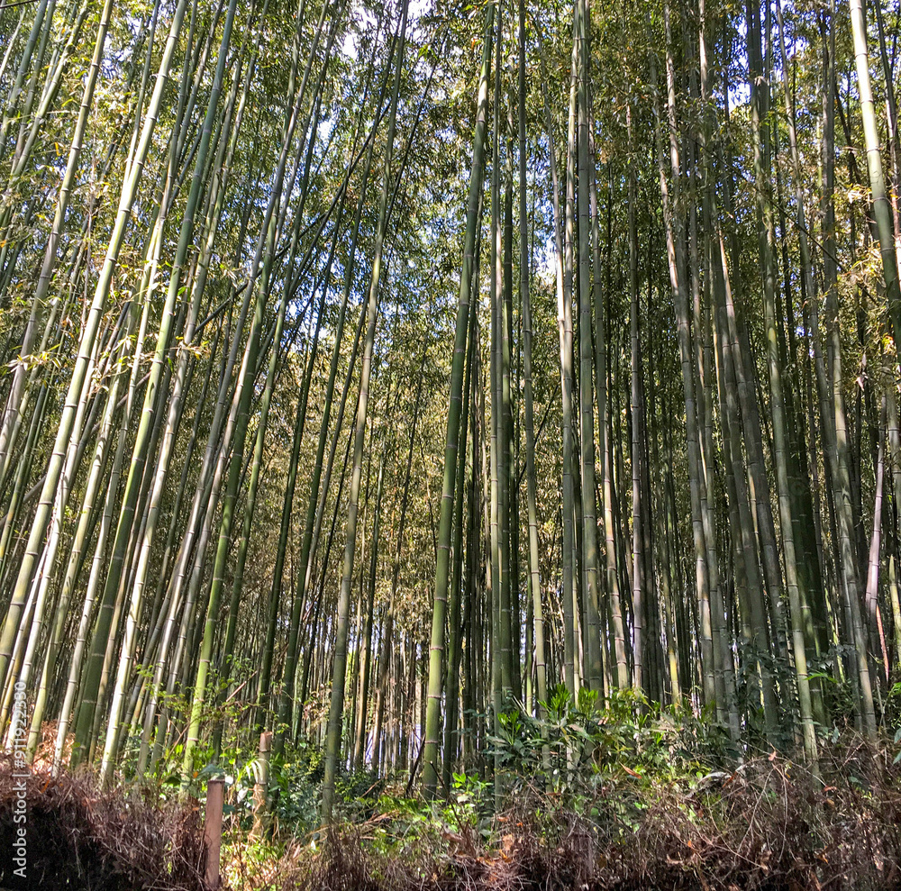 View of a dense bamboo forest from below View of a dense bamboo forest from below