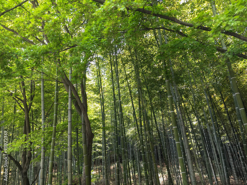 Carefully maintained bamboo forest and some trees on a sunny day