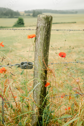 poppies on the outskirt on a field  in Normandie, France photo