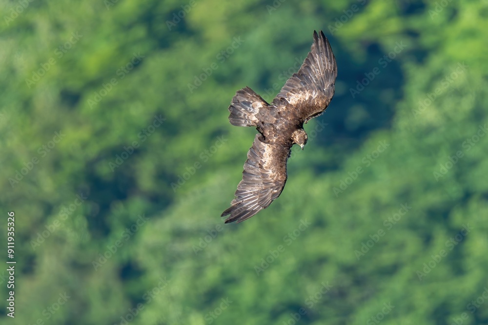 Fototapeta premium グリーンバックに獲物を探して悠然と旋回する繁殖期のイヌワシ成鳥