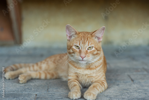 Orange tabby