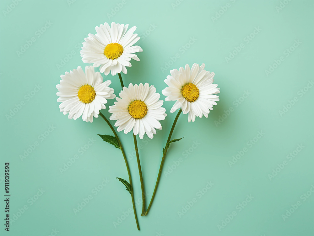 Minimal styled concept White daisy chamomile flowers Minimal styled concept White daisy chamomile flowers