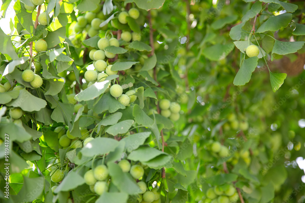 Obraz premium Green ginkgo nuts full of fruits