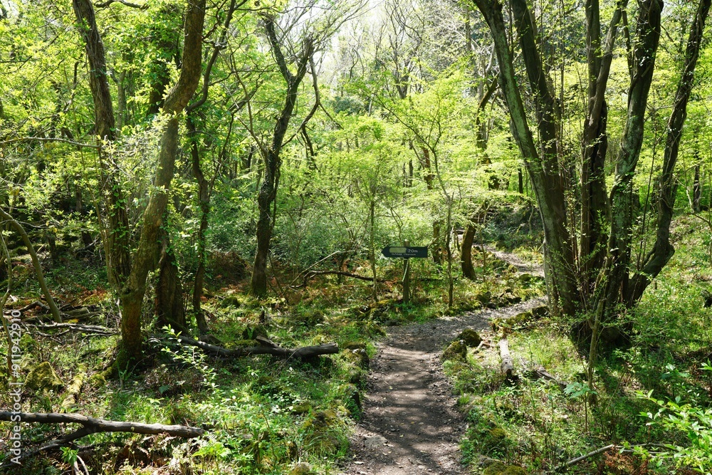 refreshing spring forest with path refreshing spring forest with path