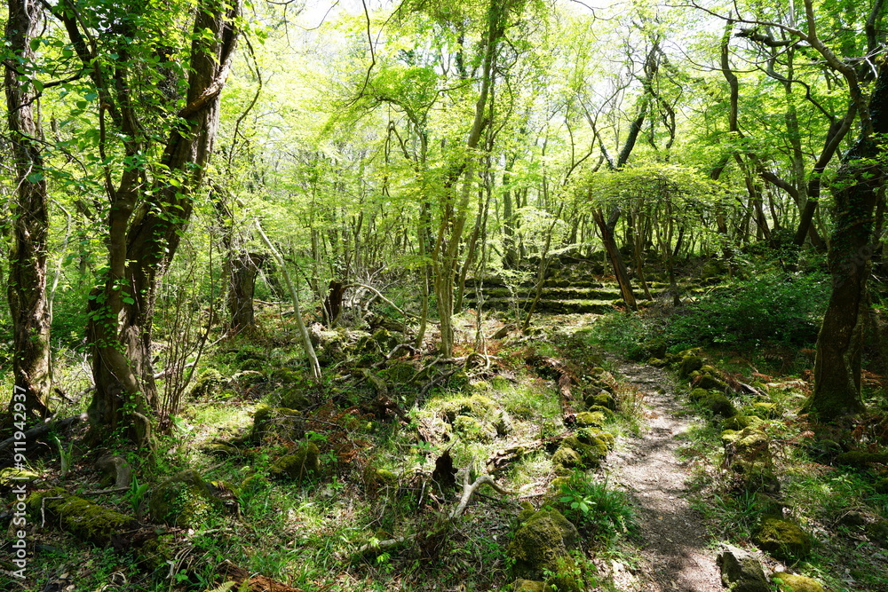 Obraz premium refreshing spring forest with path
