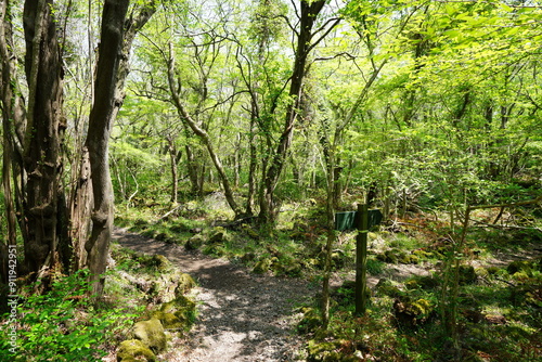 refreshing spring forest with path