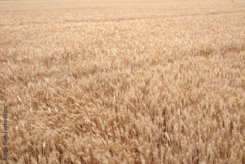 Close-up shot of golden wheat field Close-up shot of golden wheat field