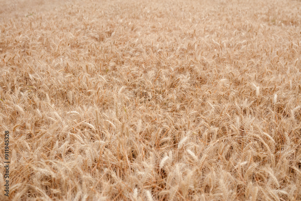 Fototapeta premium Golden ears of wheat in the harvest season