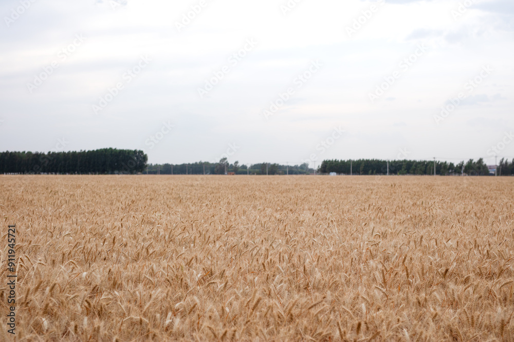 Fototapeta premium Large area of ripe wheat in the plains