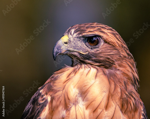 red-tailed hawk