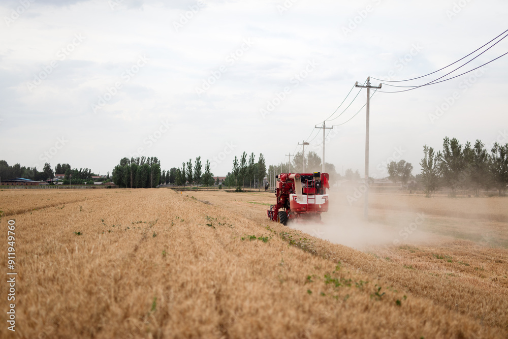 Harvester working in a ripe wheat field