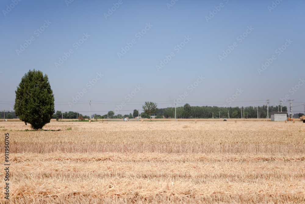 Fototapeta premium Summer wheat harvest scene in farmland