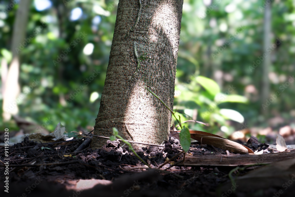 Fototapeta premium close up of a tree trunk standing in a forest area