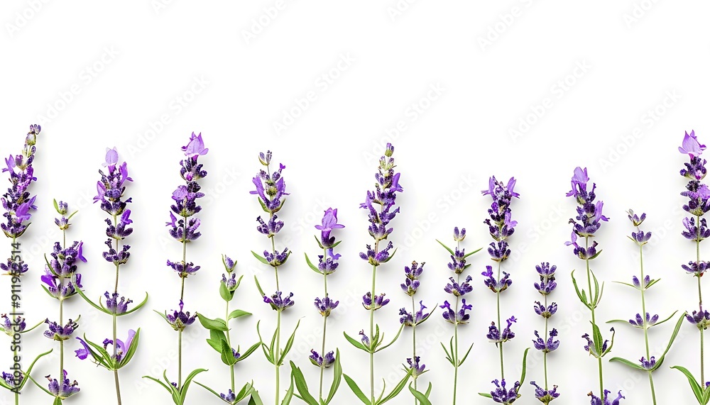 Naklejka premium Lavender flowers isolated on white background. Top view.