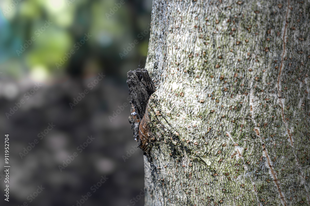 Obraz premium close up of a tree trunk standing in a forest area