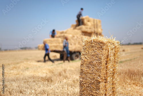 Transporting baled wheat straw in the farmland