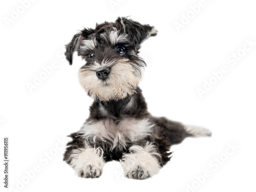 Konstfotografi Miniature schnauzer puppy lies with paws outstretched isolated