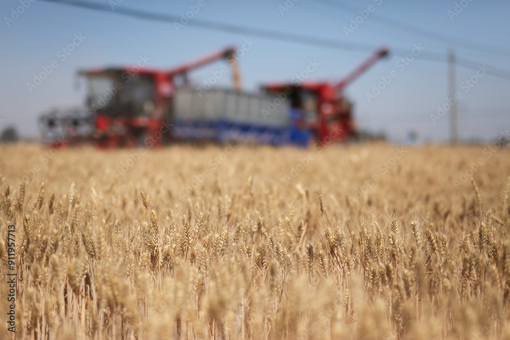 Fototapeta premium The busyness of harvesting wheat fields