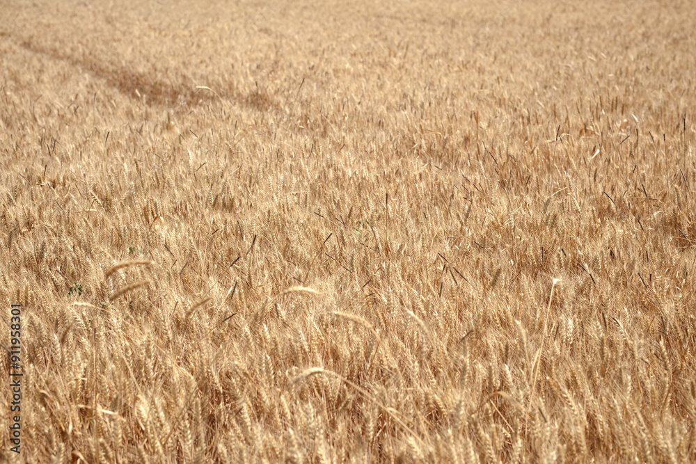 Large area of wheat with full grains, ripening Large area of wheat with full grains, ripening