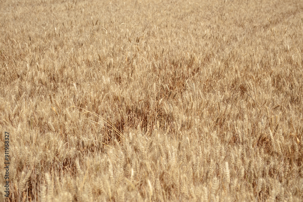 Large area of wheat with full grains, ripening Large area of wheat with full grains, ripening