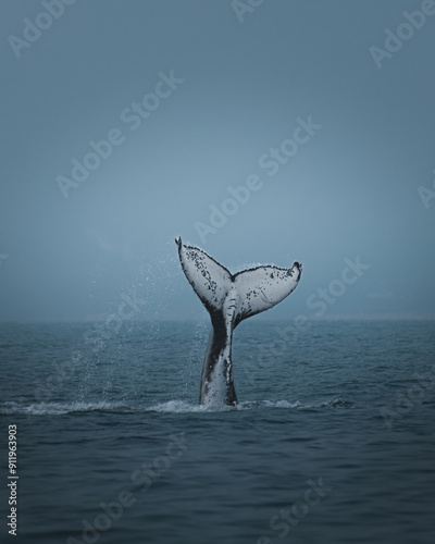 A humpback whale in Brazil