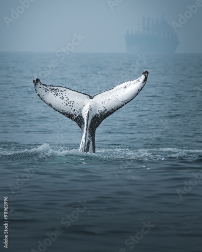 A humpback whale in Brazil