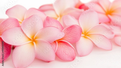 Delicate pink plumeria flowers display their soft petals in a serene arrangement