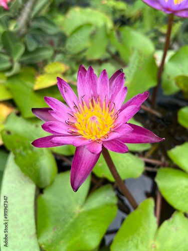 lotus flower in nature garden