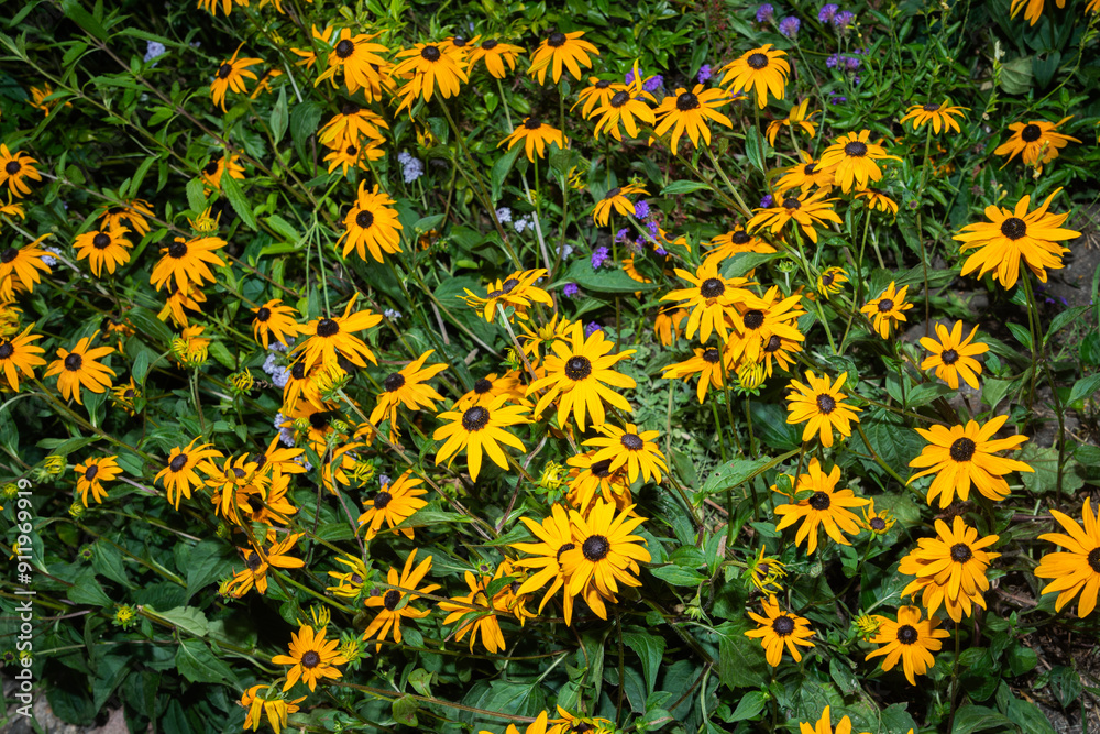 Cluster Of Yellow Flowers Cluster Of Yellow Flowers