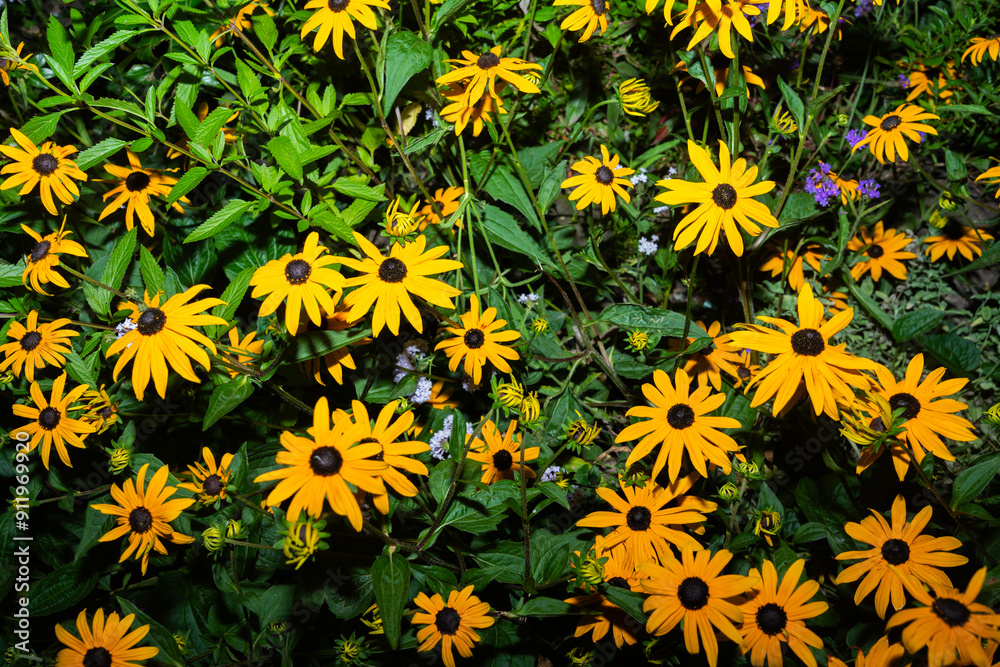 Yellow Flowers In Bloom Yellow Flowers In Bloom