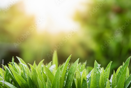 気持ちが良く晴れた日の草