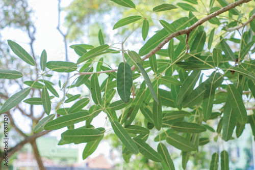 Tabebuya leaves on a tree (Handroanthus chrysotrichus), a type of large tree, native to Brazil photo