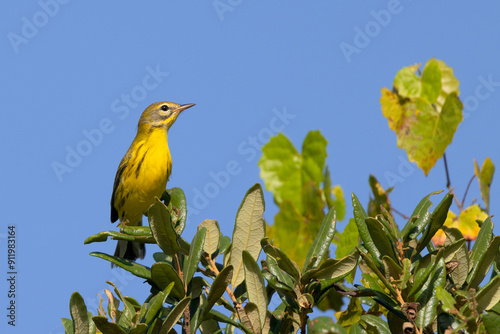 A cute little prairie warbler (Setophaga discolor) at Rye Preserve, Manatee County, Florida photo