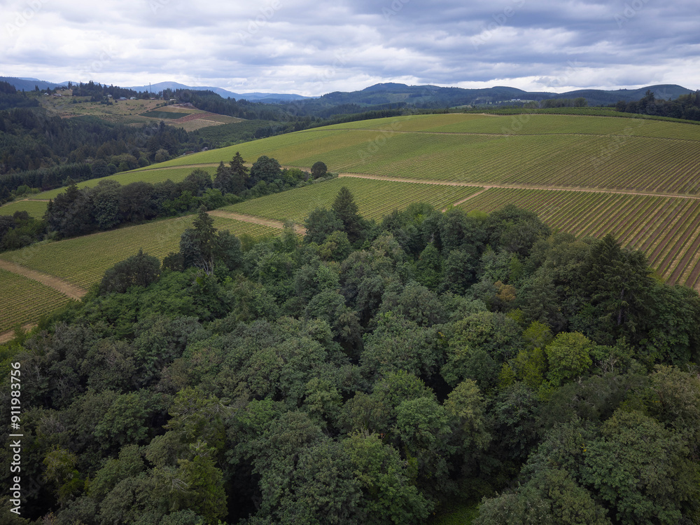 Fototapeta premium Aerial view of a vineyard on a hill, coniferous forest. Dark cloudy sky. Beautiful landscape. Farming, winemaking.