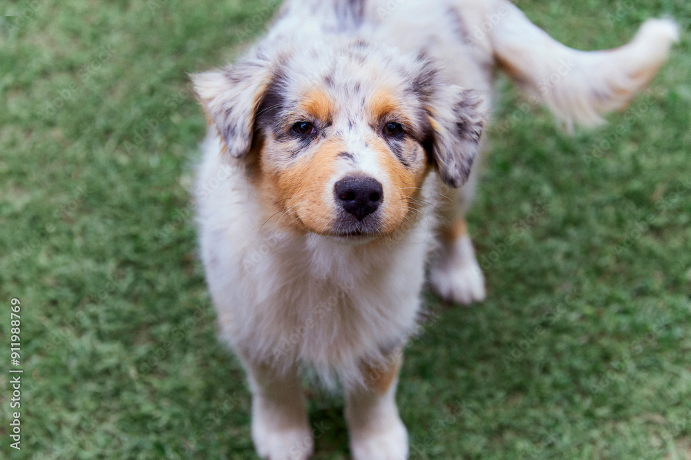 A curious blue merle Australian Shepherd dog looks directly at camera A curious blue merle Australian Shepherd dog looks directly at camera