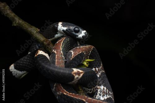 Catesby's snail-eater Snake photo