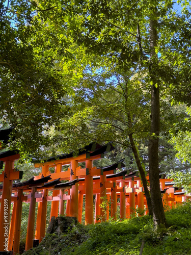 Fushimi Inari Taisha, Kyoto photo