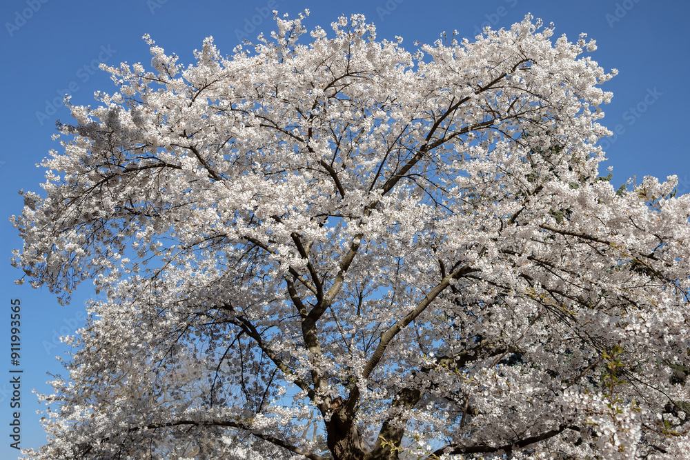 Cherry blossoms are in full bloom in spring in Toronto, Canada. Cherry blossoms are in full bloom in spring in Toronto, Canada.