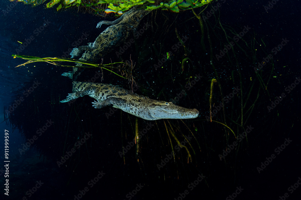 Morelet's Crocodile in Mangrove Creek Morelet's Crocodile in Mangrove Creek