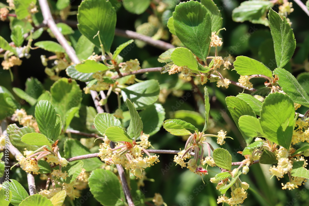 Obraz premium Island Mountain Mahogany, Cercocarpus Betuloides Variety Blancheae, a charismatic native arborescent shrub displaying cymose cluster inflorescences during Spring in the Santa Monica Mountains.
