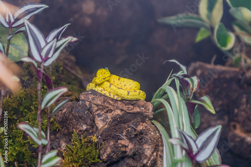 Emerald Green Python (Morelia viridis) curled up on rock with blurred background.