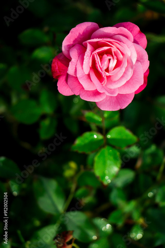 Pink rose flower closeup on nature with copy space