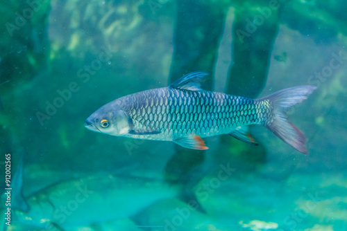 Принти на полотні Siambarbe (Leptobarbus hoevenii) aka as Hoven's carp swimming in large fish tank with blurred background