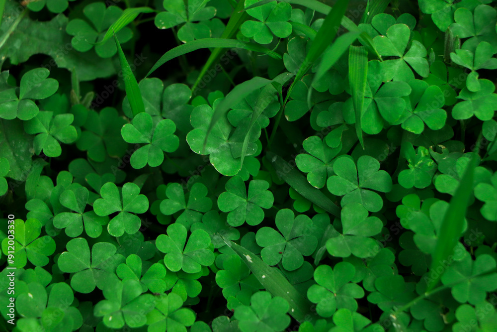 Four leaf clover on green shamrock background Four leaf clover on green shamrock background