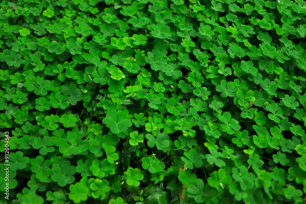 Four leaf clover sign of st patrick day Four leaf clover sign of st patrick day