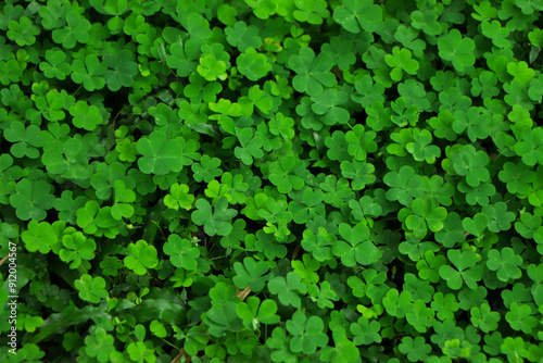 Four leaf clover sign of st patrick day