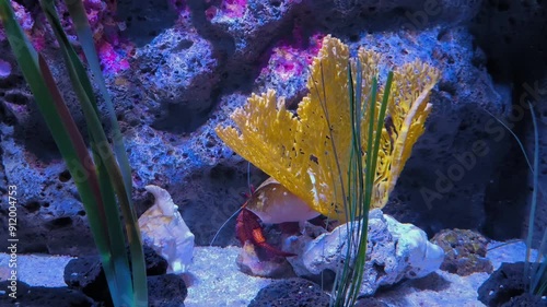 Giant Hermit Crab Undersea, An impressively sized giant hermit crab has made a home out of a disused conch shell photo