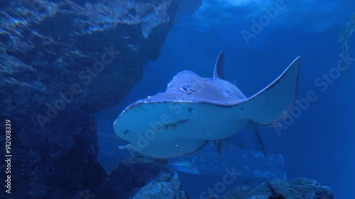 Guitarfish swimming calmly in a clear blue aquarium