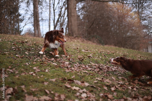 Two dogs are playing in a field of leaves photo