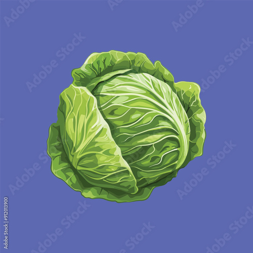 Cabbage illustration and vector of cabbage vegetables

